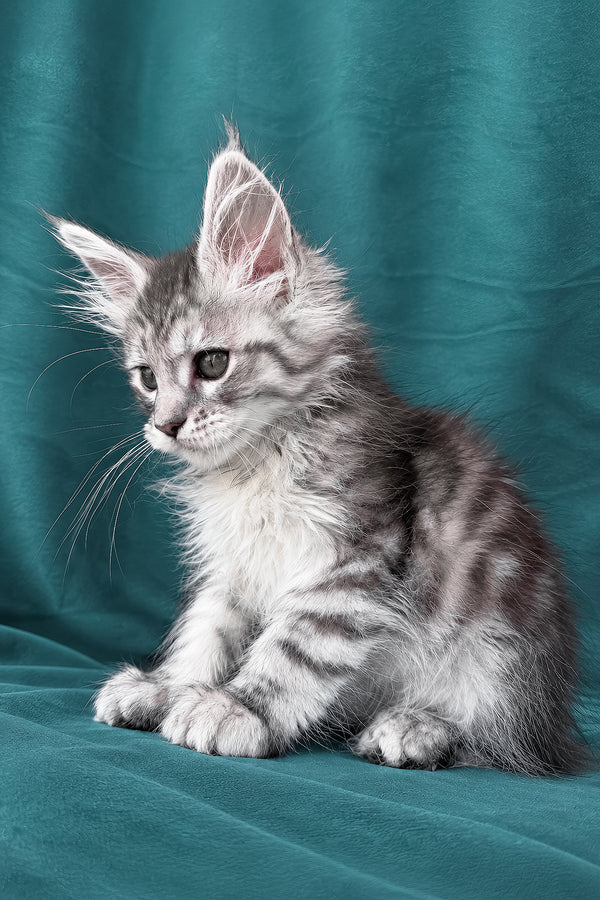 Diodora | Maine Coon Kitten