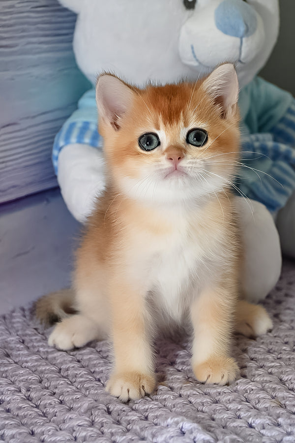 Dior | British Shorthair Kitten