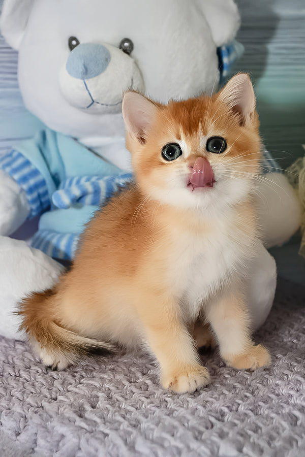 Dior | British Shorthair Kitten