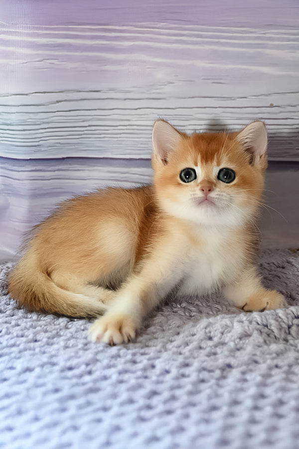 Dior | British Shorthair Kitten