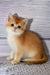 Dior | British Shorthair Kitten