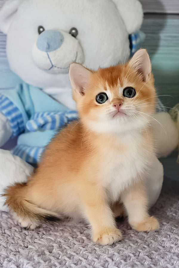 Dior | British Shorthair Kitten