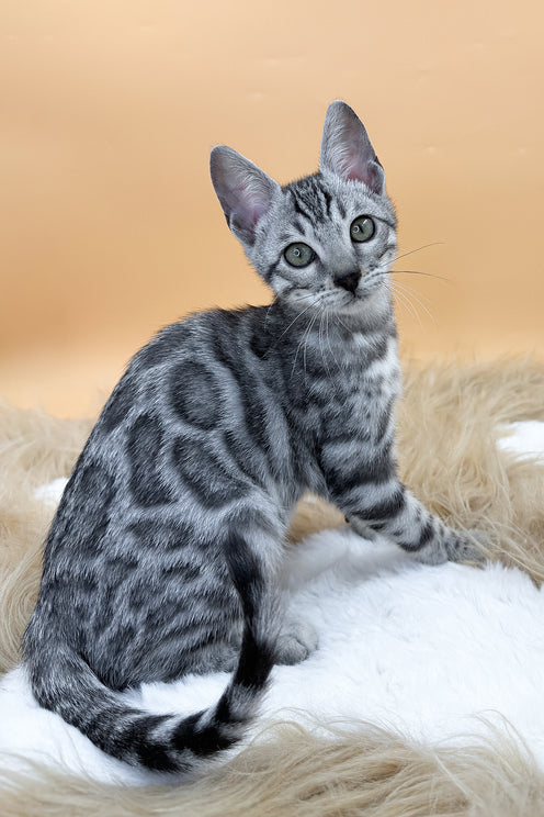 Dior | Bengal Kitten