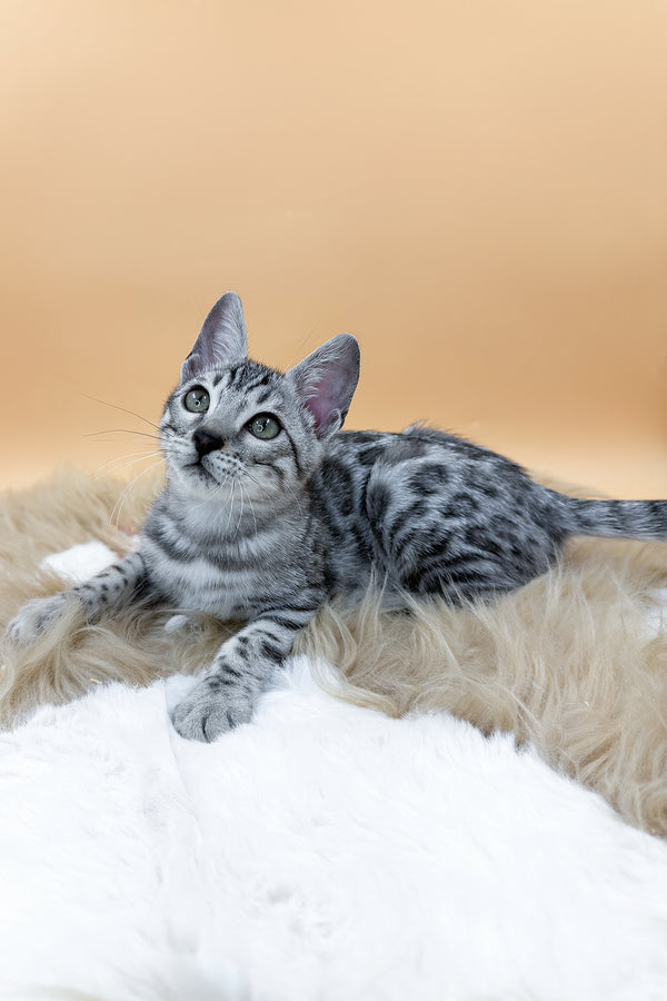 Dior | Bengal Kitten