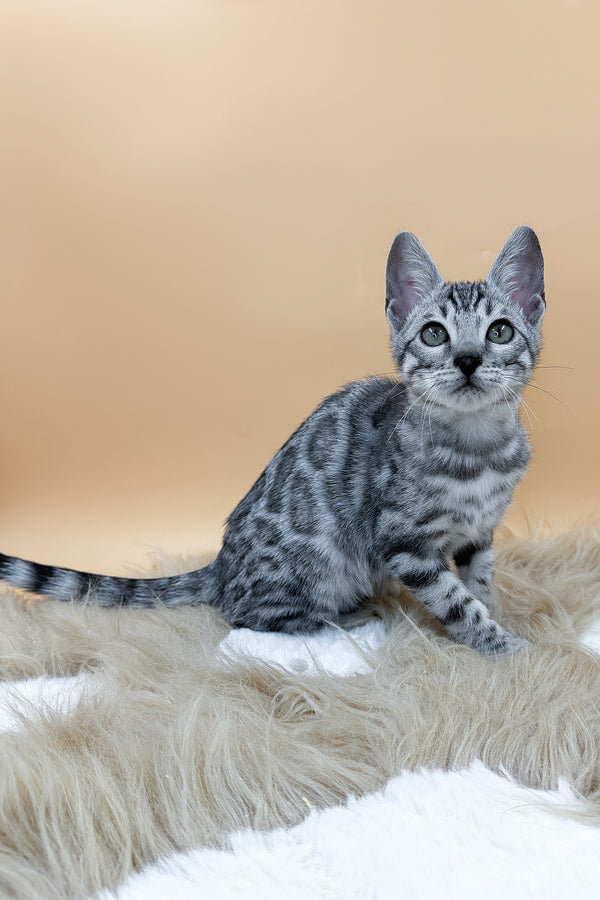 Dior | Bengal Kitten