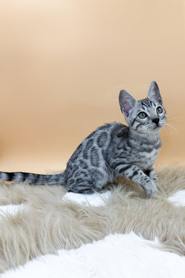 Dior | Bengal Kitten