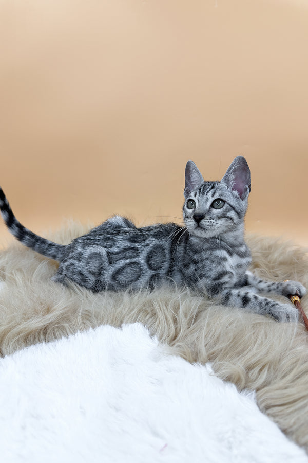Dior | Bengal Kitten