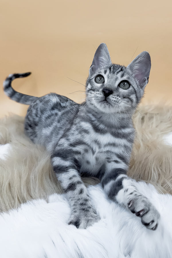 Dior | Bengal Kitten