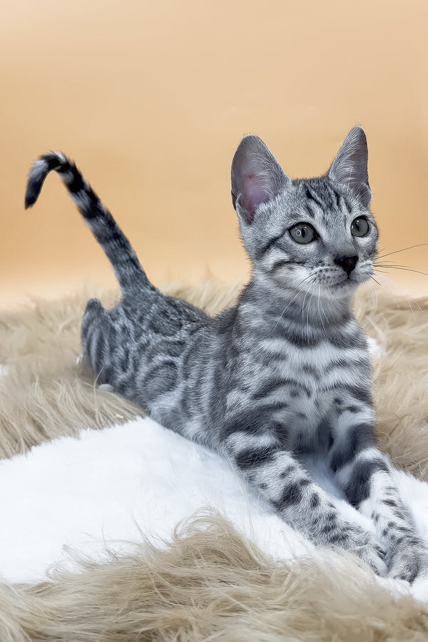 Dior | Bengal Kitten