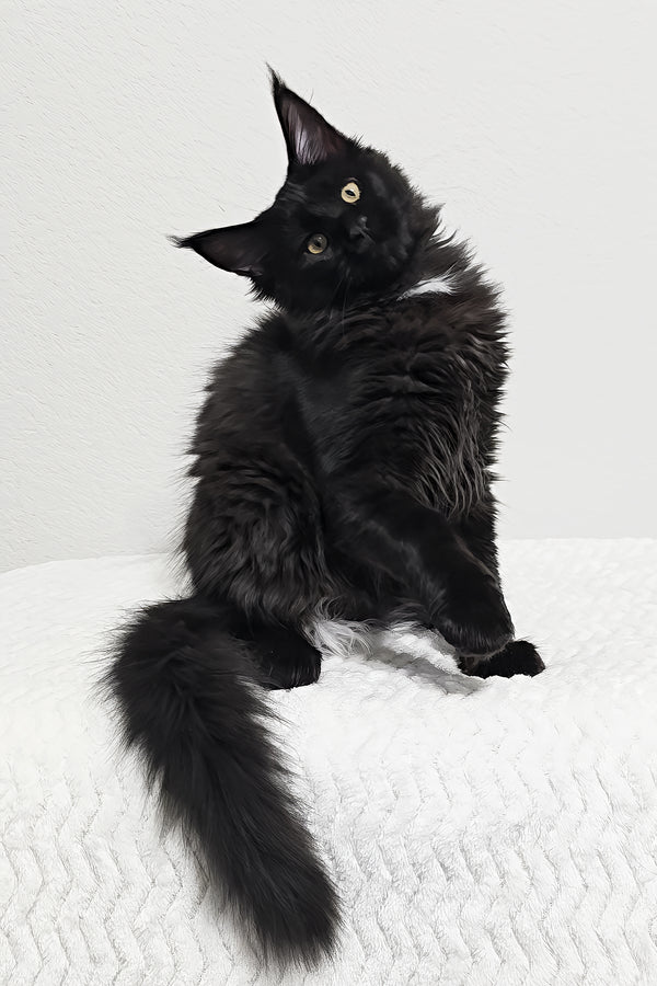 Dixie | Maine Coon Kitten