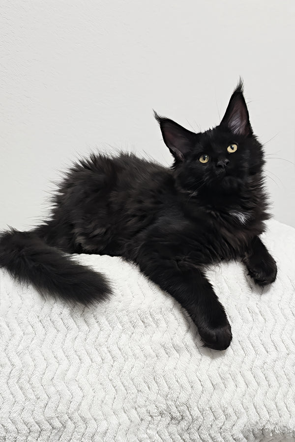 Dixie | Maine Coon Kitten