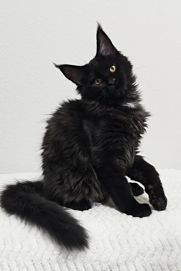 Dixie | Maine Coon Kitten