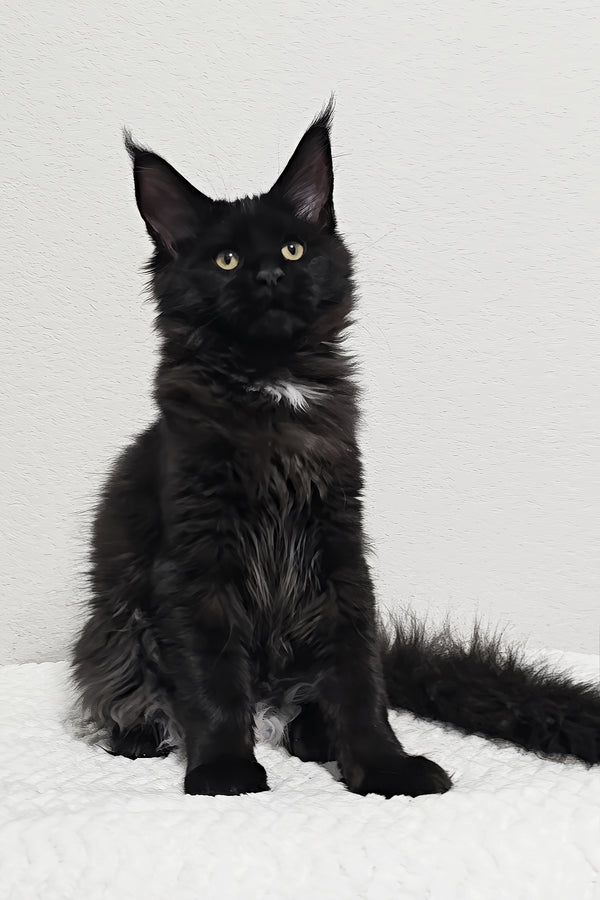 Dixie | Maine Coon Kitten