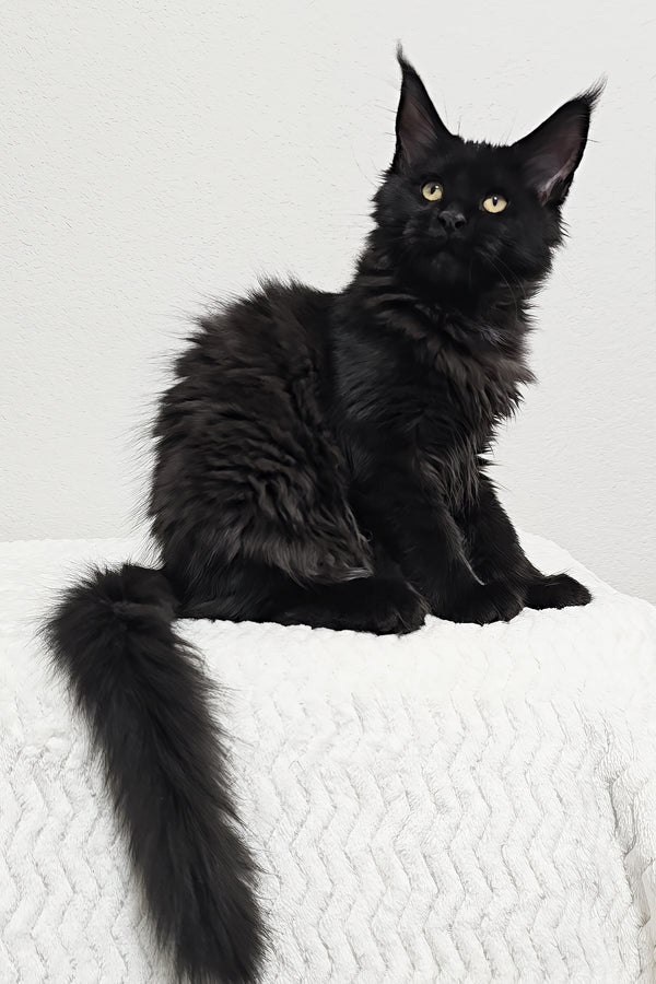Dixie | Maine Coon Kitten