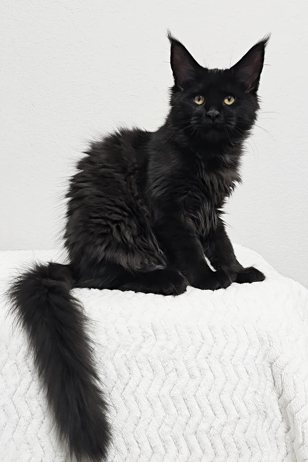 Dixie | Maine Coon Kitten