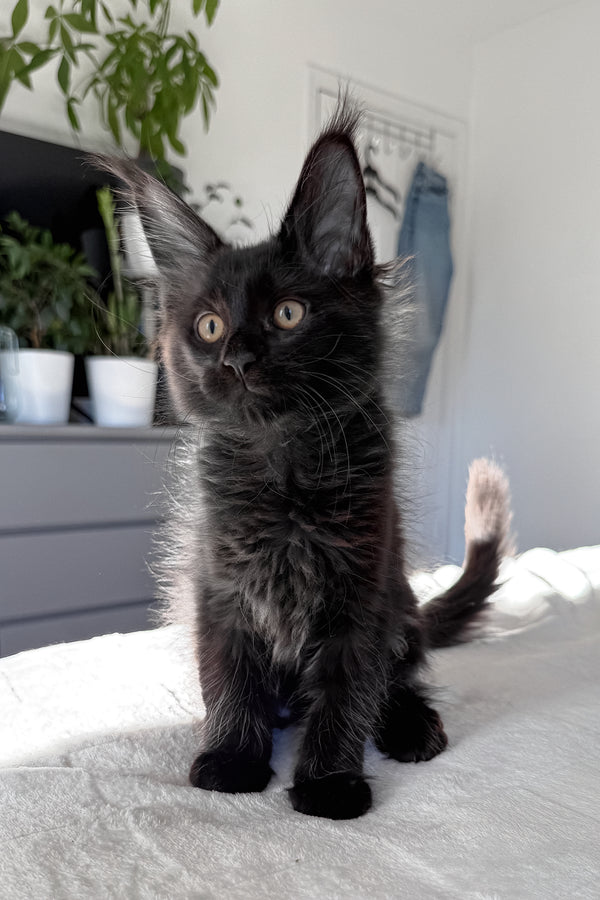 Doc | Maine Coon Kitten