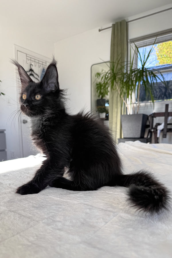Doc | Maine Coon Kitten