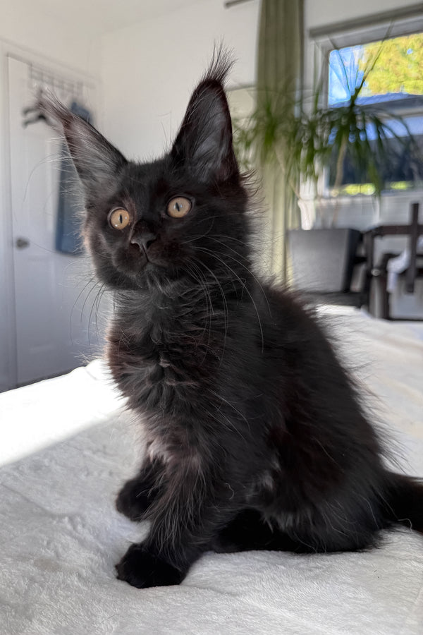 Doc | Maine Coon Kitten