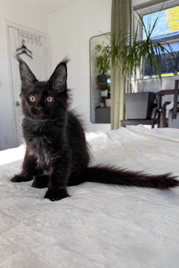 Doc | Maine Coon Kitten