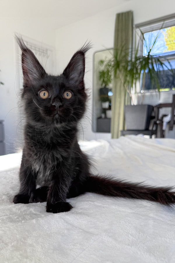 Doc | Maine Coon Kitten