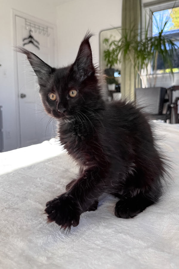 Doc | Maine Coon Kitten