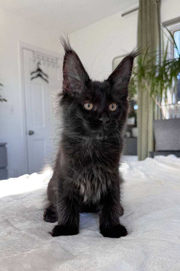 Doc | Maine Coon Kitten