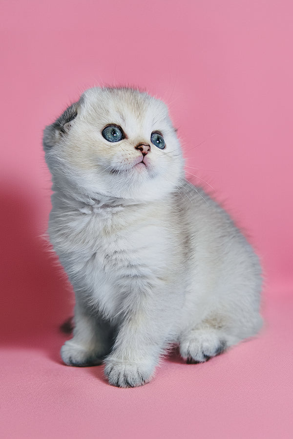 Dolce | Scottish Fold Kitten