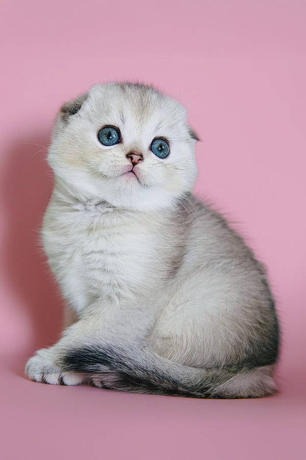 Dolce | Scottish Fold Kitten