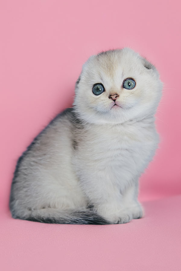 Dolce | Scottish Fold Kitten