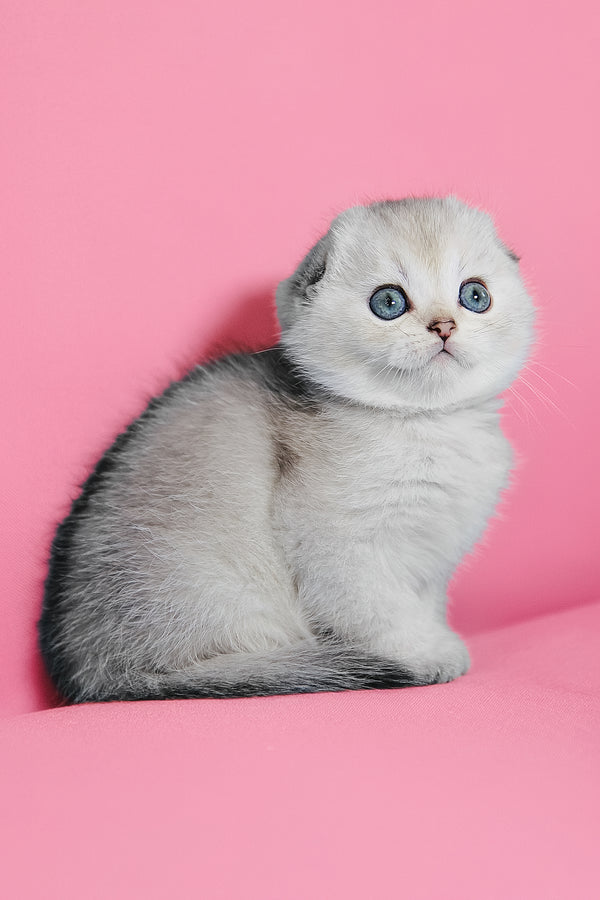 Dolce | Scottish Fold Kitten