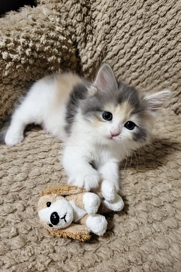 Donna | Siberian Kitten