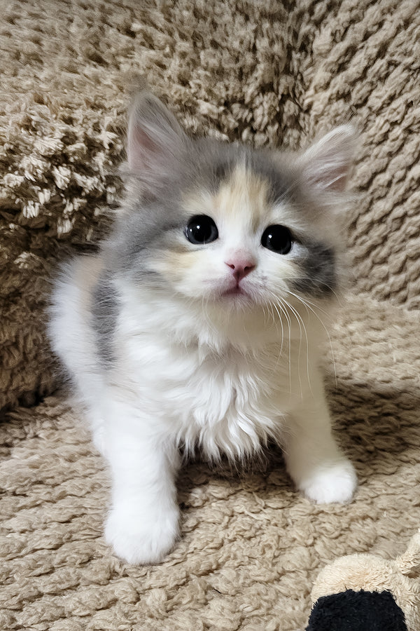 Donna | Siberian Kitten