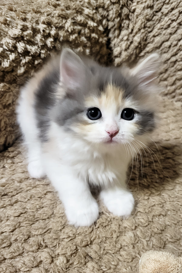 Donna | Siberian Kitten