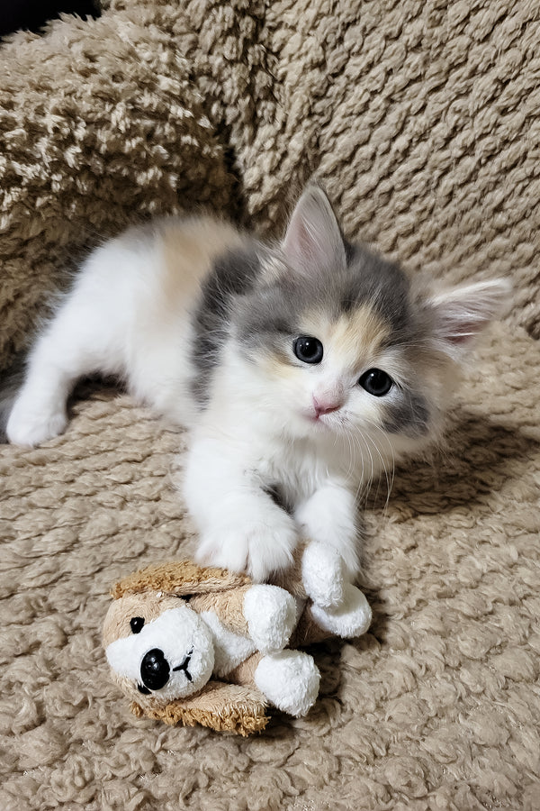 Donna | Siberian Kitten