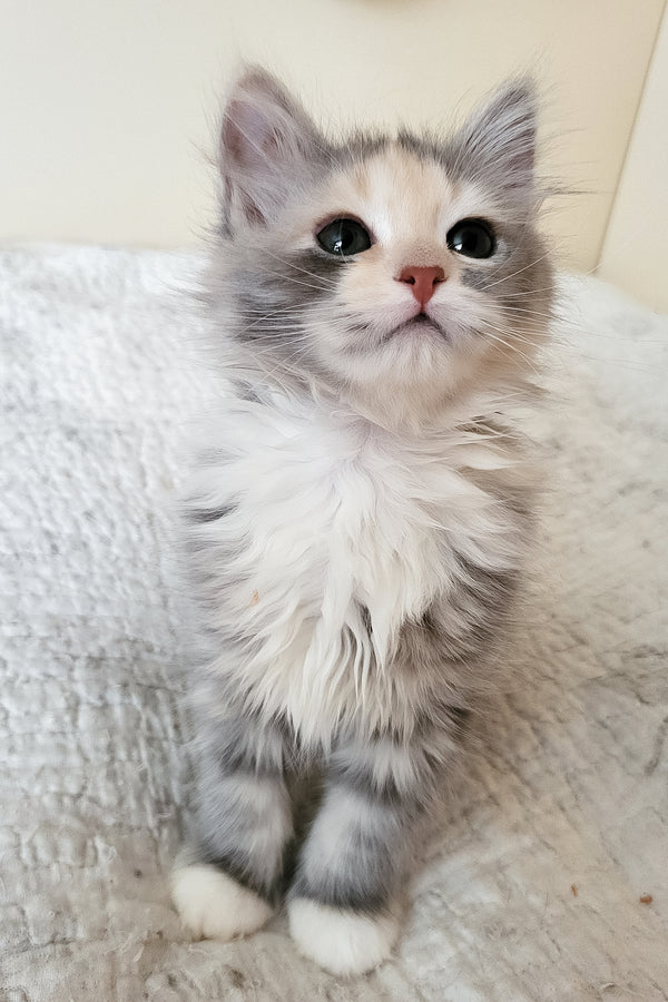 Dora | Siberian Kitten