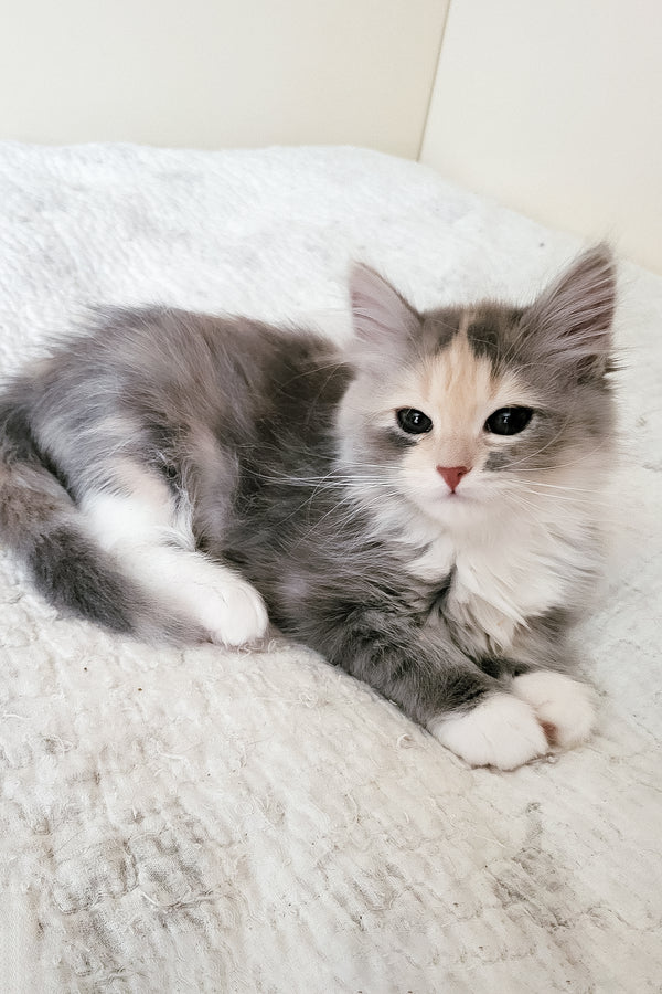 Dora | Siberian Kitten