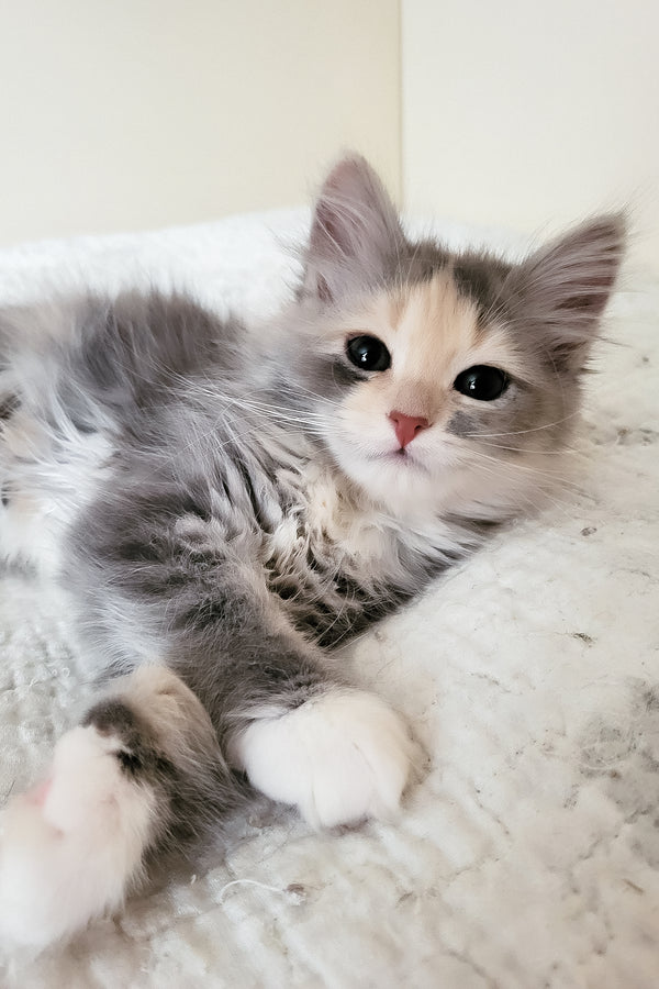 Dora | Siberian Kitten