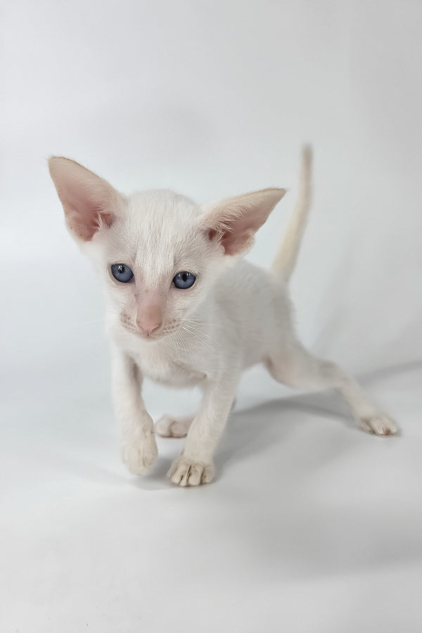 Draco | Oriental Shorthair Kitten