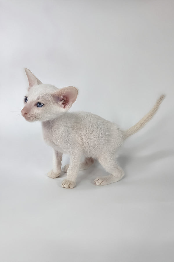 Draco | Oriental Shorthair Kitten