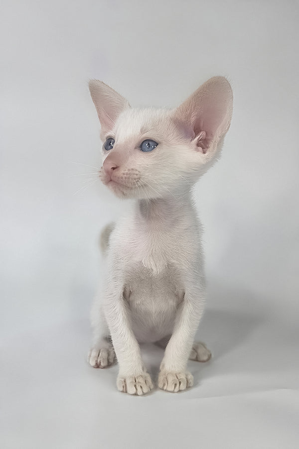 Draco | Oriental Shorthair Kitten
