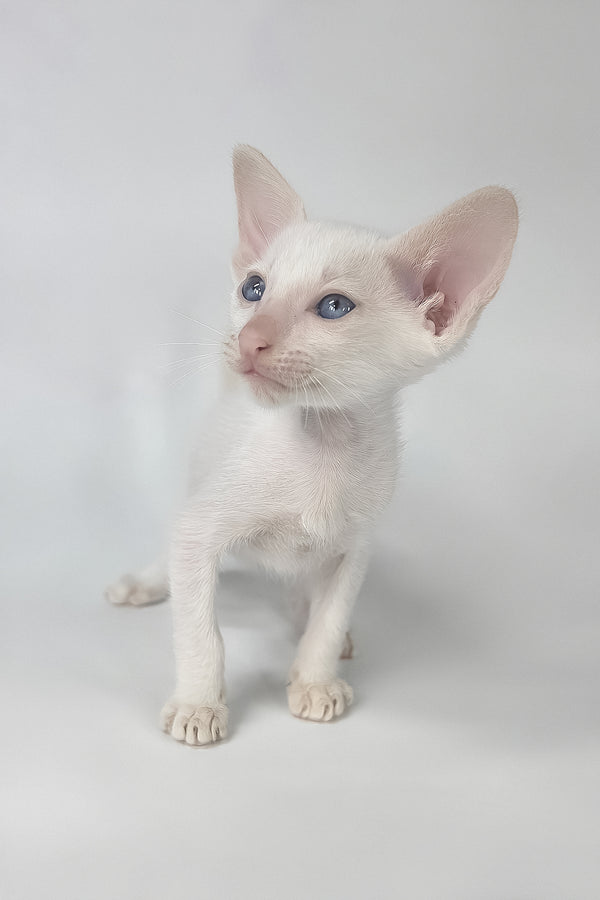 Draco | Oriental Shorthair Kitten