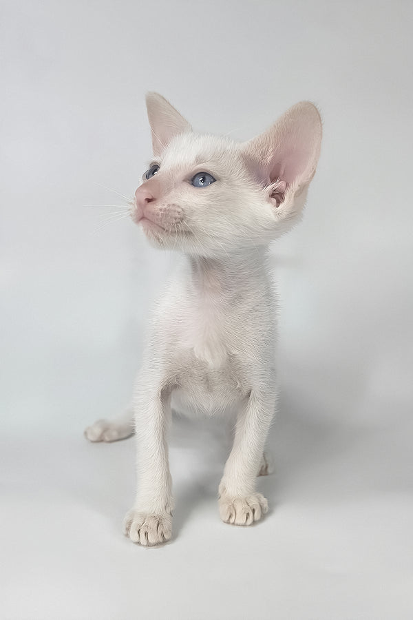 Draco | Oriental Shorthair Kitten