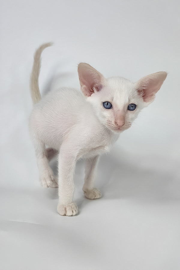 Draco | Oriental Shorthair Kitten