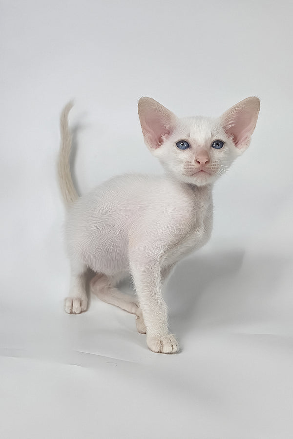 Draco | Oriental Shorthair Kitten