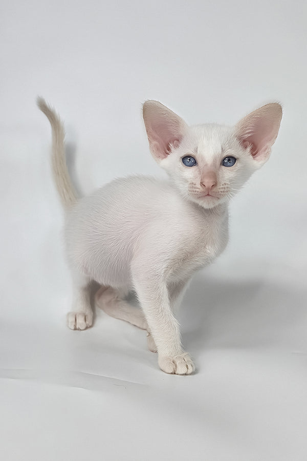 Draco | Oriental Shorthair Kitten