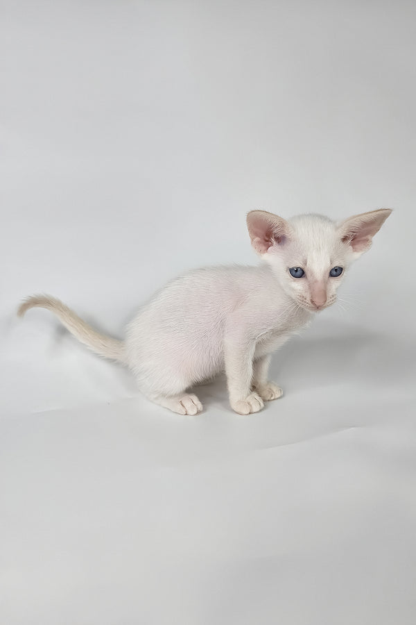 Draco | Oriental Shorthair Kitten