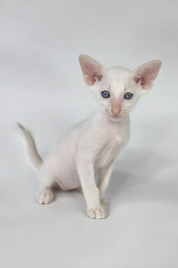 Draco | Oriental Shorthair Kitten