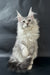 Dream  | Maine Coon Kitten