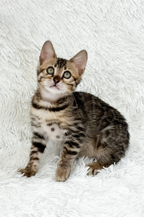 Duchess | Bengal Kitten