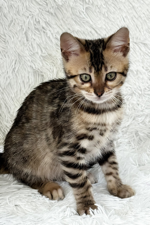 Duchess | Bengal Kitten